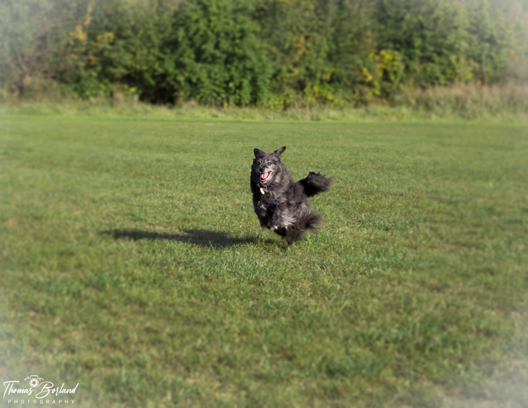 Run Pickles Run